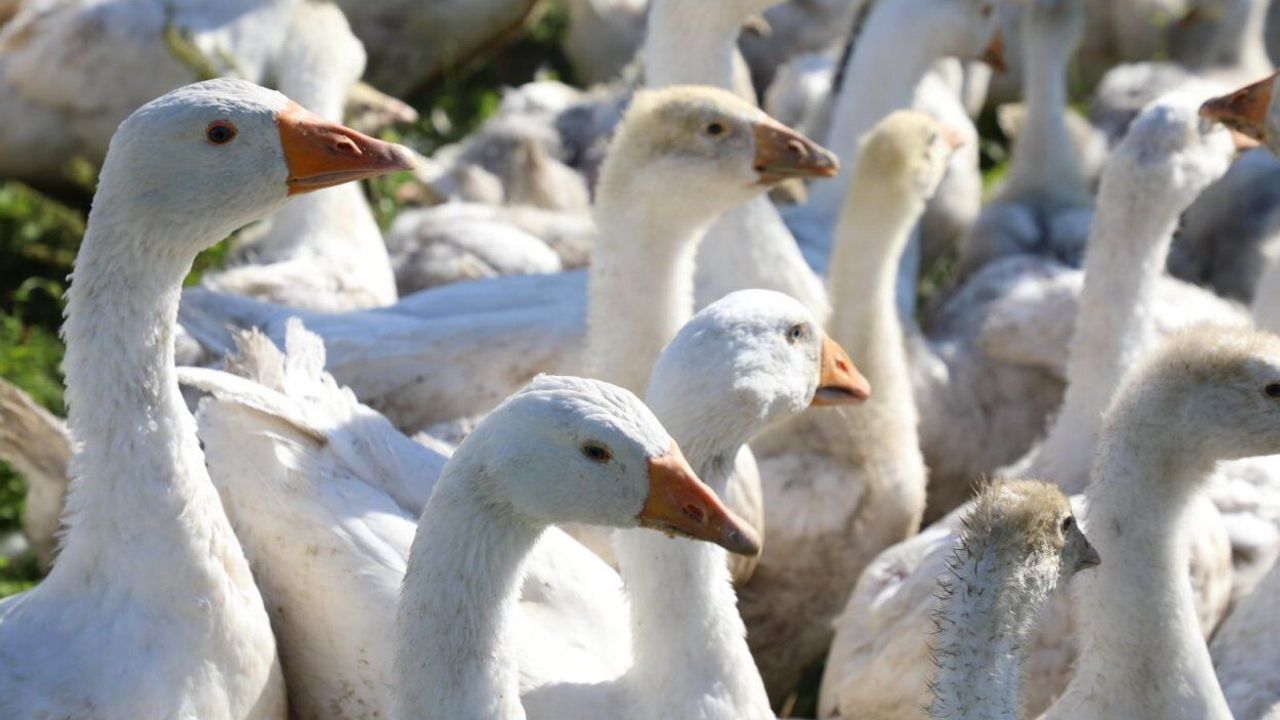 Ordu Belediyesi kaz yetiştiriciliğini destekliyor