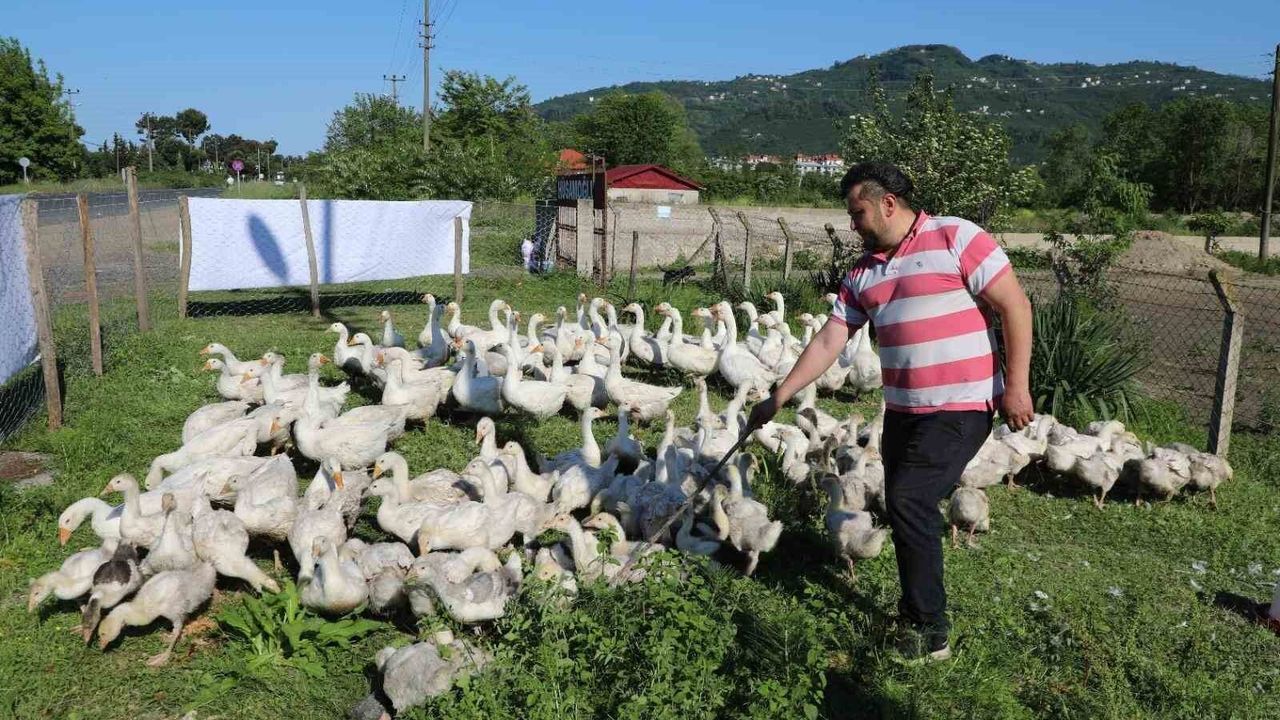 20 ile başladığı kaz besiciliğinde sayıyı 220'ye yükseltti