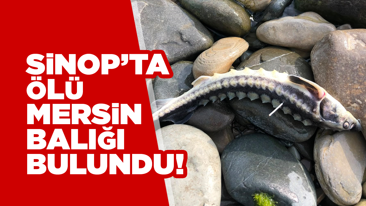 Sinop'ta bir çayda ölü mersin balığı bulundu