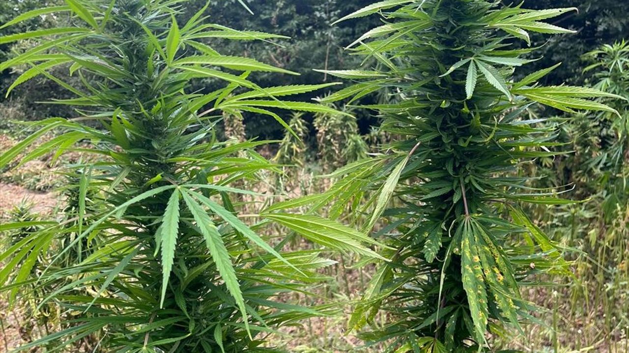 Samsun'da 138 kilogram esrar ve 1757 kök kenevir ele geçirildi