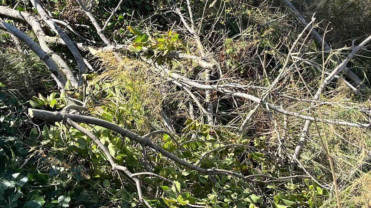 Sinop'ta çeşitli noktalarda ağaçlar devrildi
