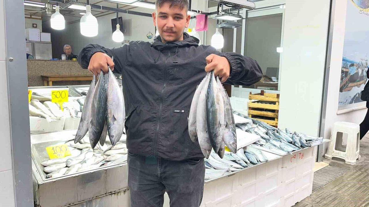 Sinop'ta palamut fiyatı düştü!
