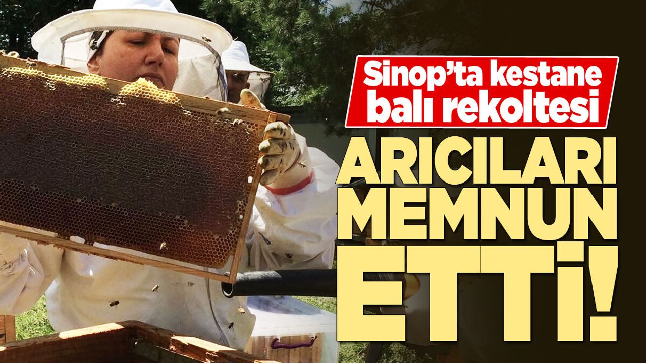 Coğrafi işaretli Sinop Kestane Balında bereketli sezon