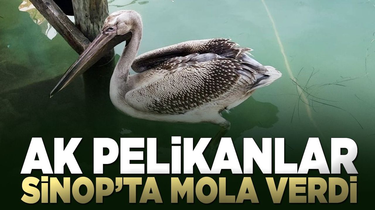 Göçmen pelikanlar Sinop'ta mola verdi