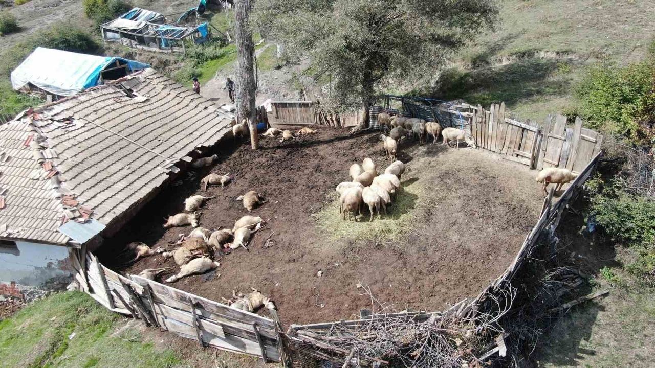 Ağıla giren kurtlar 18 koyunu telef etti