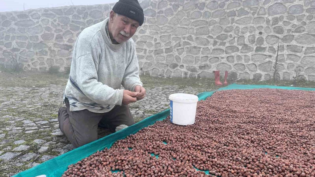 Fındık kurutma mücadelesi devam ediyor