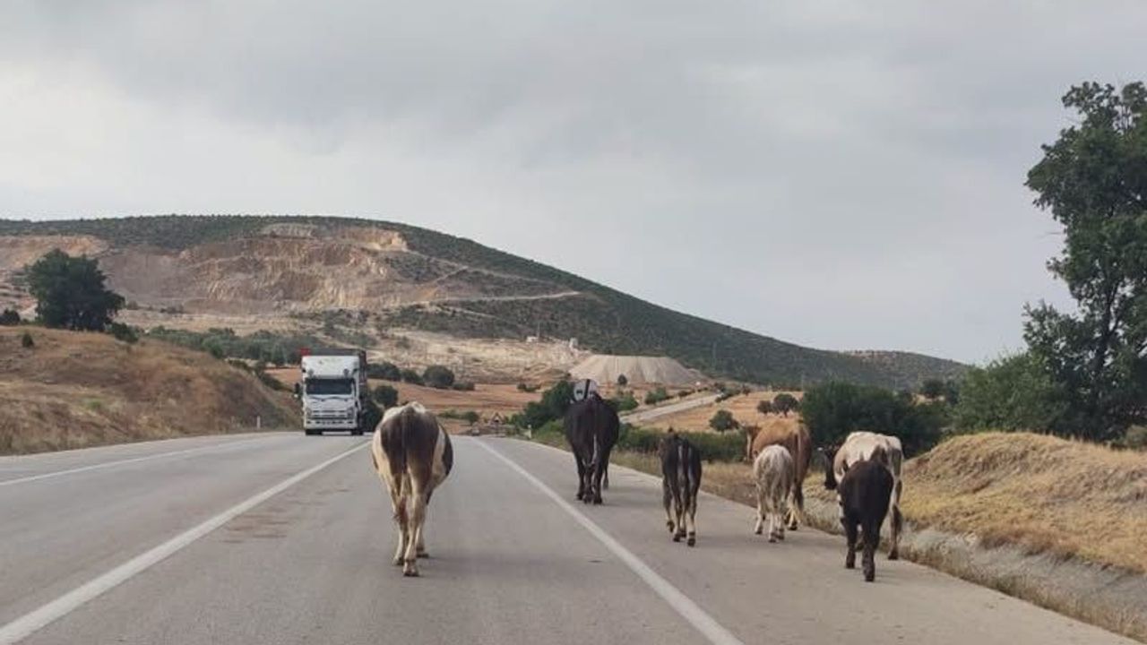 Durağan-Boyabat karayolunda başıboş hayvan alarmı!
