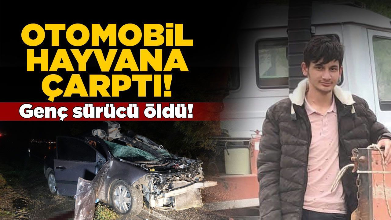 Otomobil büyükbaş hayvana çarptı, sürücü hayatını kaybetti