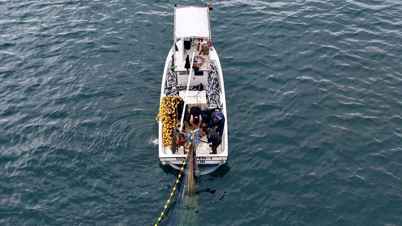 Karadeniz'de palamut bolluğu yüz güldürüyor