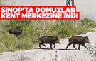Sinop'ta domuzlar şehre indi