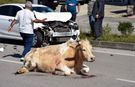 Sinop il merkezinde yola atlayan inekler kazaya sebep oldu