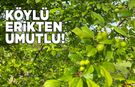 Sinop’ta erik mevsimi yaklaşıyor