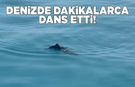 Yavru yunusun neşeli dansı kamerada!