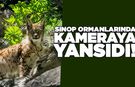 Karasaklı Köyü Yaylası'nda vaşak görüntülendi