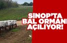 Dibekli Köyü Bal Ormanı hizmete açılıyor