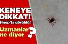 Sinop’ta görülen kene vatandaşı tedirgin etti!