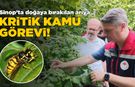 Sinop’ta doğaya bırakılan arı kritik görev üstlenecek!