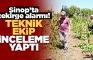 Sinop'ta çekirge istilası ihbarına yerinde müdahale