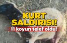 Sinop'ta kurtlar sürüye saldırdı, 11 koyun telef oldu