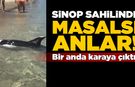 Sinop’ta sahilinde sıra dışı anlar kamerada!