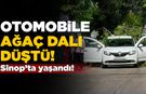 Sinop'ta seyir halindeki otomobile ağaç dalı düştü