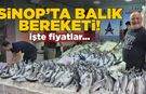 Hamsi ve palamut tezgahlarda