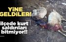 İlçedeki kurt saldırıları yetiştiricilere korku veriyor