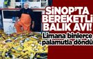 Sinoplu balıkçı limana bin 700 palamutla döndü