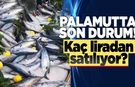 Sinop’ta palamut tezgahları hareketlendi!