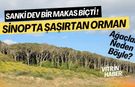 Sanki Dev Bir Makas Biçti! Sinop'taki İnanılmaz Doğal Fenomen