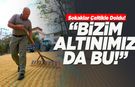 "Bizim Altınımız Bu!” Durağan’da Sokaklar Çeltik Tarlasına Döndü!