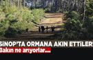 Sinop'ta ormana akın ettiler! Bakın ne arıyorlar...