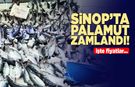 Sinop’ta palamut zamlandı!