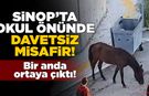 Sinop’ta okul önünde beliren at şaşırttı