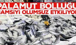 Palamut bolluğu hamsiyi olumsuz etkileyebilir