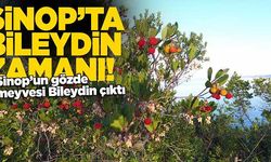  Sinop'ta “bileydin” mevsimi başladı