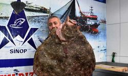 Sinop'ta balıkçı ağına 10 kilogramlık kalkan balığı takıldı