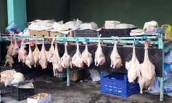 Doğal ortamda beslenen "Eflani hindisi" yılbaşı öncesi rağbet görüyor