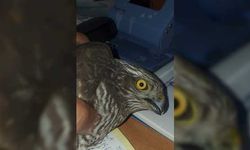 Giresun'da doğada yaralı bulunan atmaca koruma altına alındı