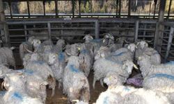Karabük'te çiftçilere hibe destekli keçi ve teke dağıtıldı