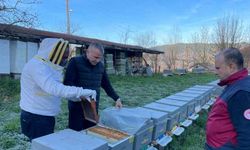 Bartın'da arıların sıcaklar nedeniyle kış salkımına girememesi üreticileri endişelendiriyor