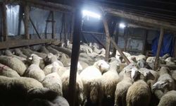 Bolu'da aldığı koyunların parasını ödemeden kaçtığı öne sürülen zanlı yakalandı