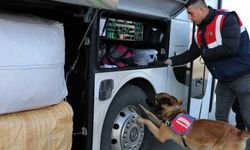 Bolu'da narkotik operasyonlarının gözde köpeği "Asır" uyuşturucuya geçit vermiyor