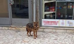 Boyabat’ta, aç kalan çakal şehre indi