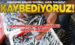 Hamsinin boyu neden küçüldü? Uzmanı açıkladı