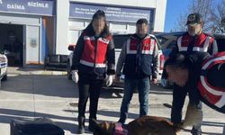 Kaçakçıların naftalinli ve parfümlü zula yöntemi "Asır'ın hassas burnundan kaçmadı