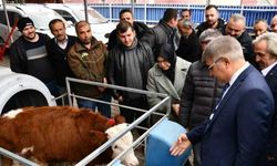 Karabük'te et ve süt verimi yüksek ırkların artırılması projesi devam ediyor