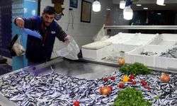 Karadeniz'de palamudun ardından hamside de bolluk yaşanıyor