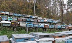 Kastamonu'nun tescilli kestane balında rekolte iklim şartları nedeniyle düştü