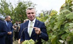 Safranbolu'da tescilli ürünler arasına giren "çavuş üzümü"nün belgesi alındı
